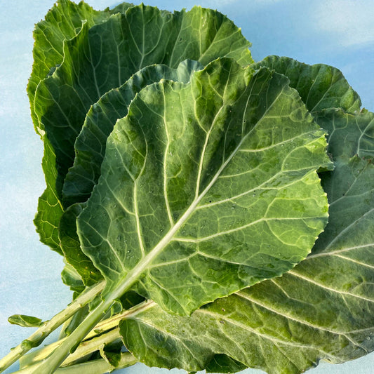 Champion Collards – vegetable seed variety
