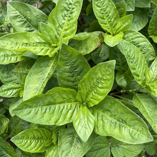 Japanese Indigo – flower seed variety