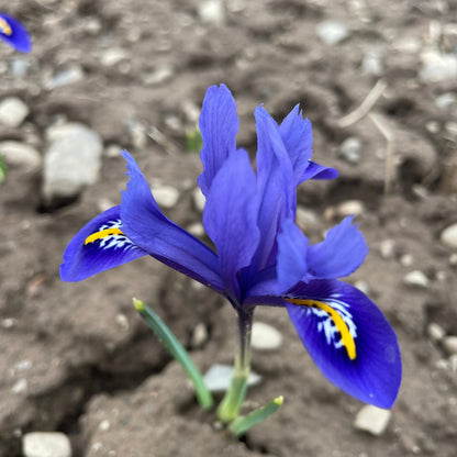 Rock Iris reticulata 'Harmony'
