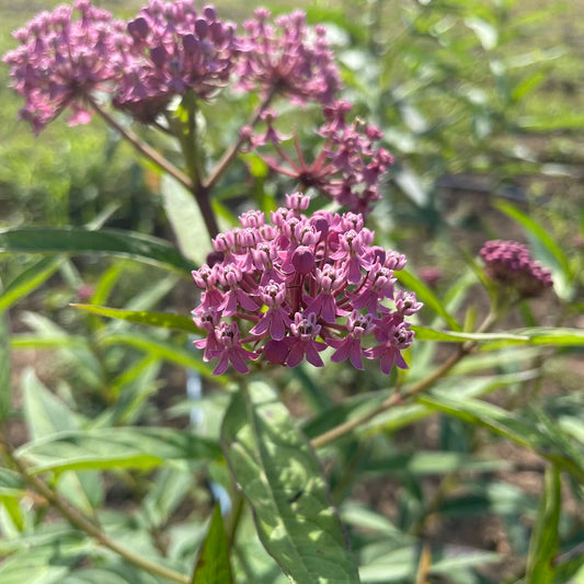 Swamp Milkweed – flower seed variety