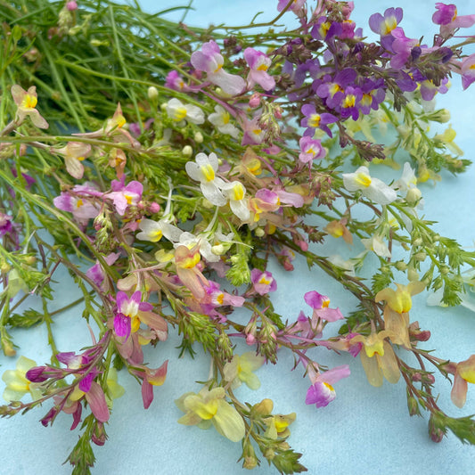Northern Lights Linaria – flower seed variety