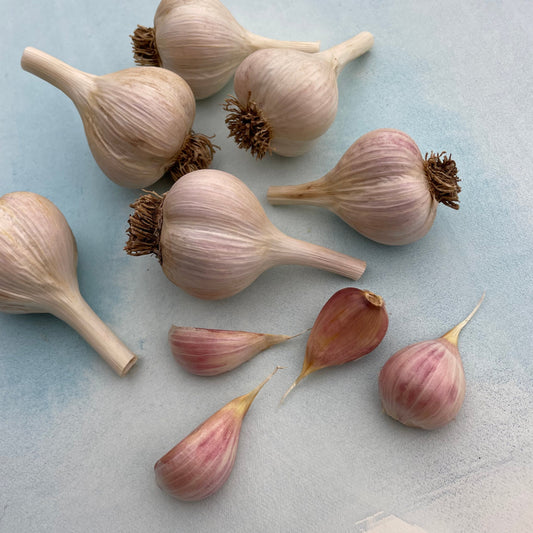 Music Hardneck Garlic – vegetables product