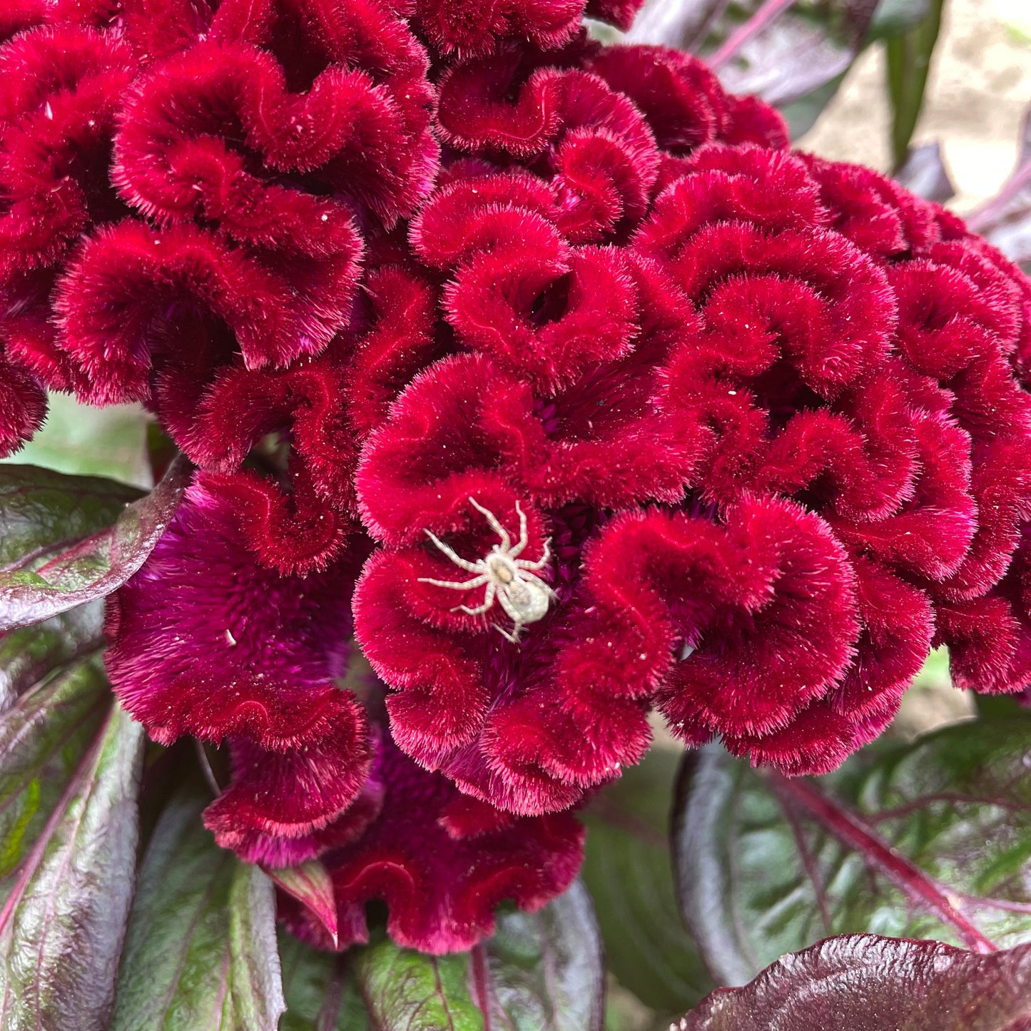 Goth Garden Flower Mix