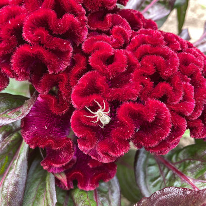 Goth Garden Flower Mix