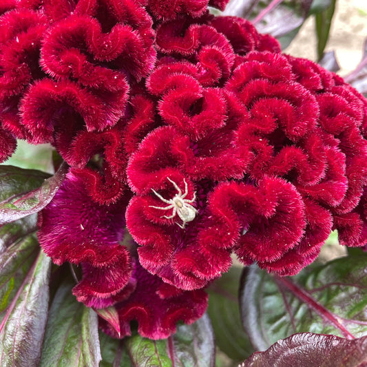 Goth Garden Flower Mix – flower seed variety