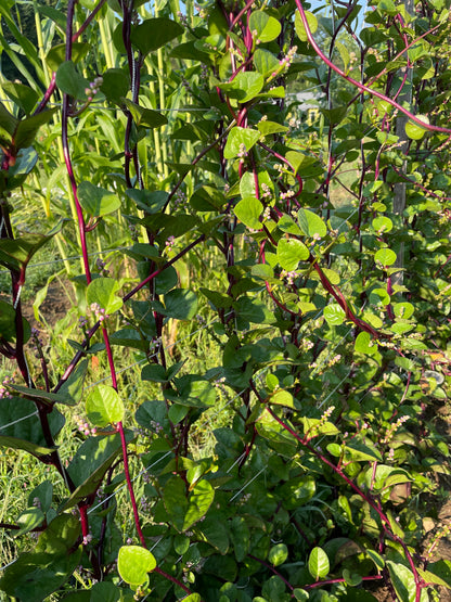 Red Malabar Spinach