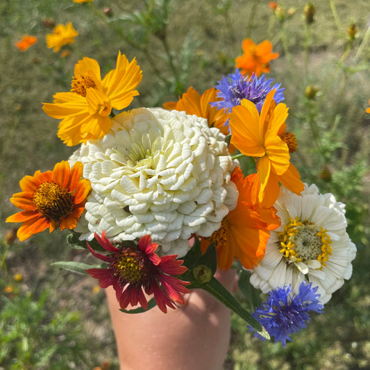 Good Bug Blooms – flower seed variety