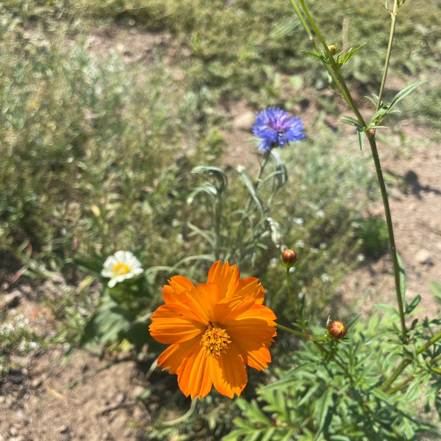 Good Bug Blooms