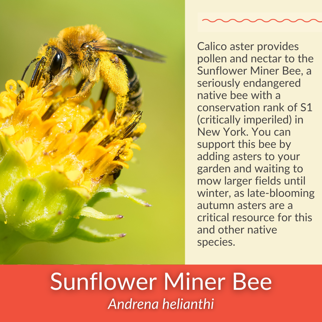 Calico Aster - PollinateHV Local Ecotype Seedling