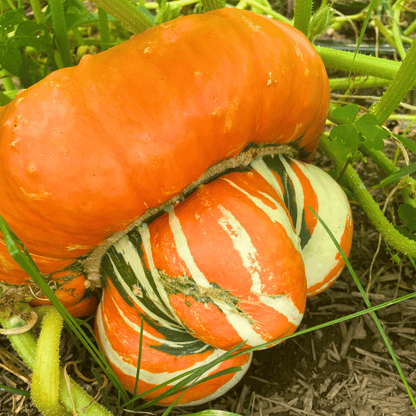 Turk's Turban Squash