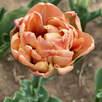 Tulip 'La Belle Epoque'