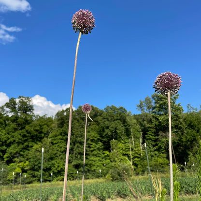 Allium 'Summer Drummer'