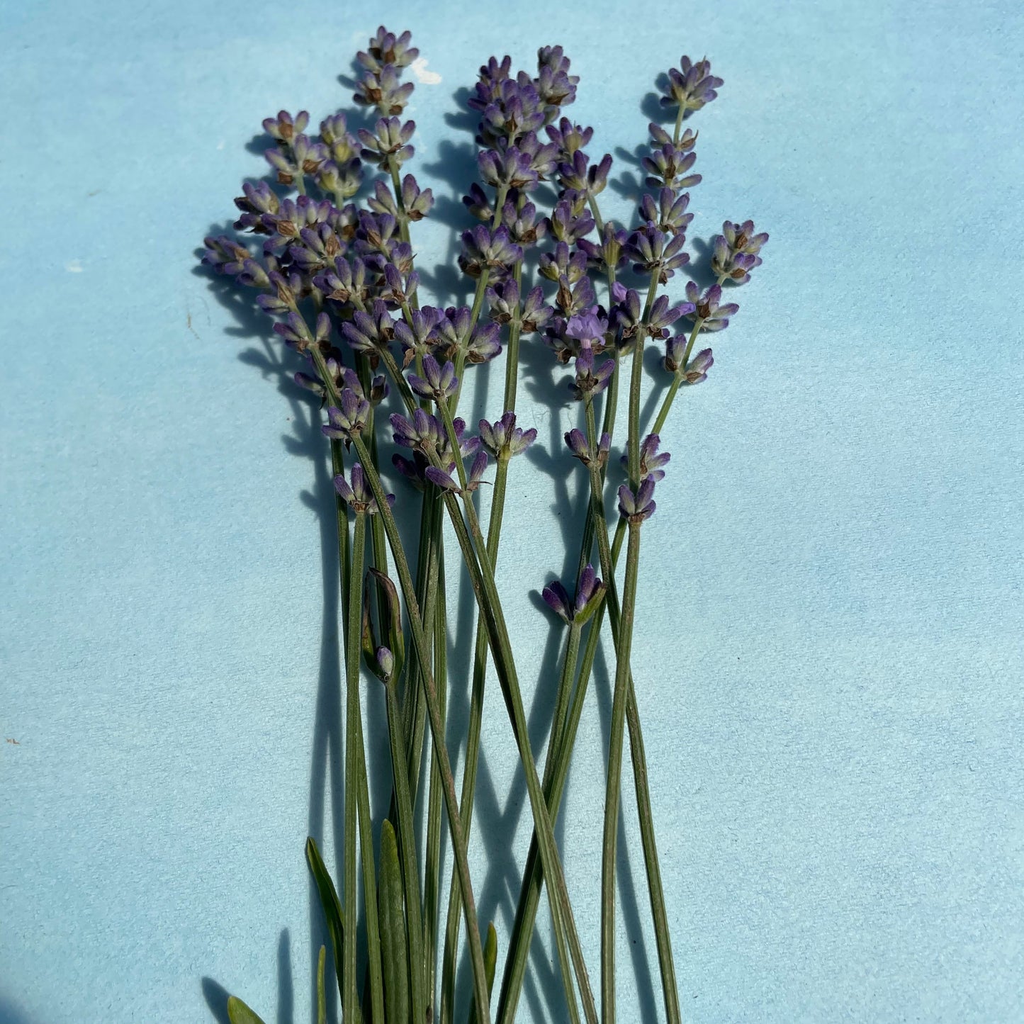Munstead Lavender