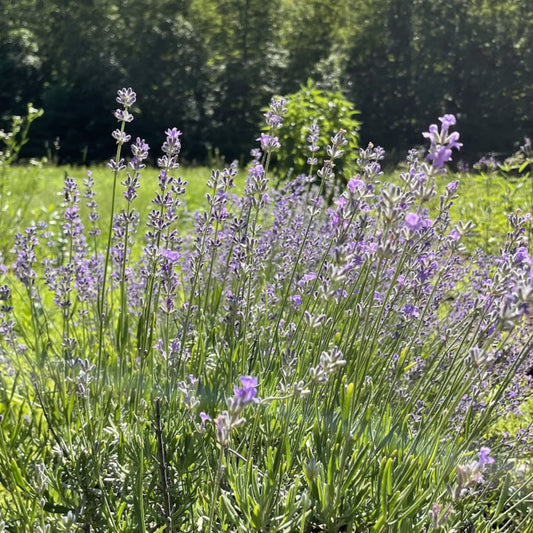 Munstead Lavender Seedlings – live flowers seedling