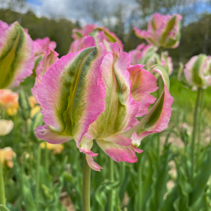 Tulip 'Green Wave'