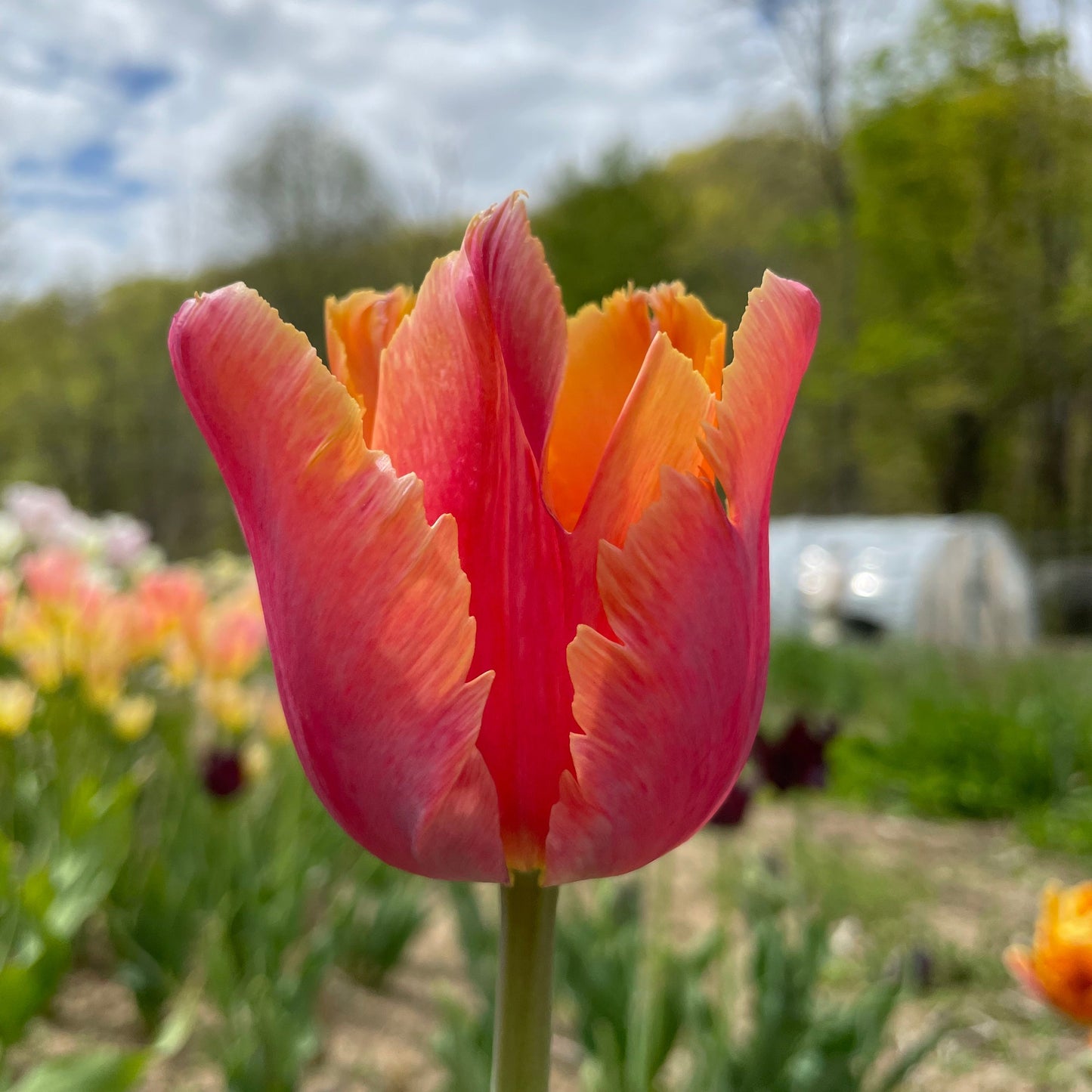 Tulip 'Amazing Parrot'