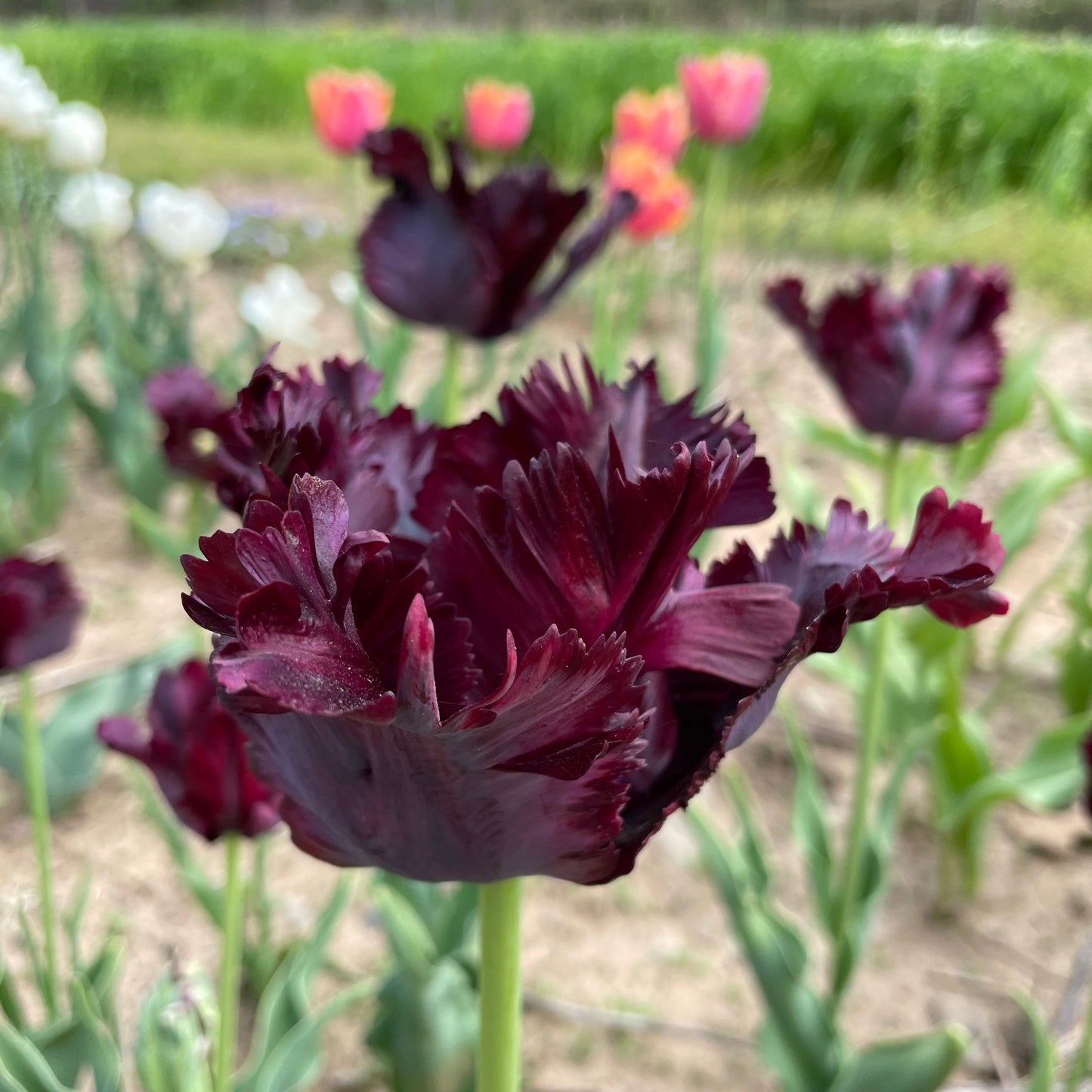 Tulip 'Black Parrot'