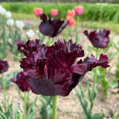 Tulip 'Black Parrot'