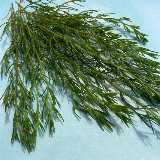 Oka Hijiki Mustard – vegetable seed variety