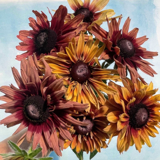 Caramel Mix Rudbeckia – flower seed variety