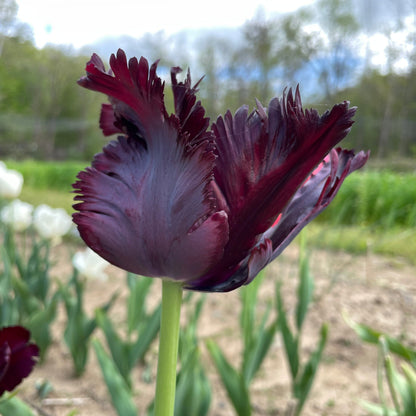 Tulip 'Black Parrot'