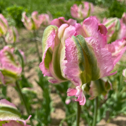 Tulip 'Green Wave'