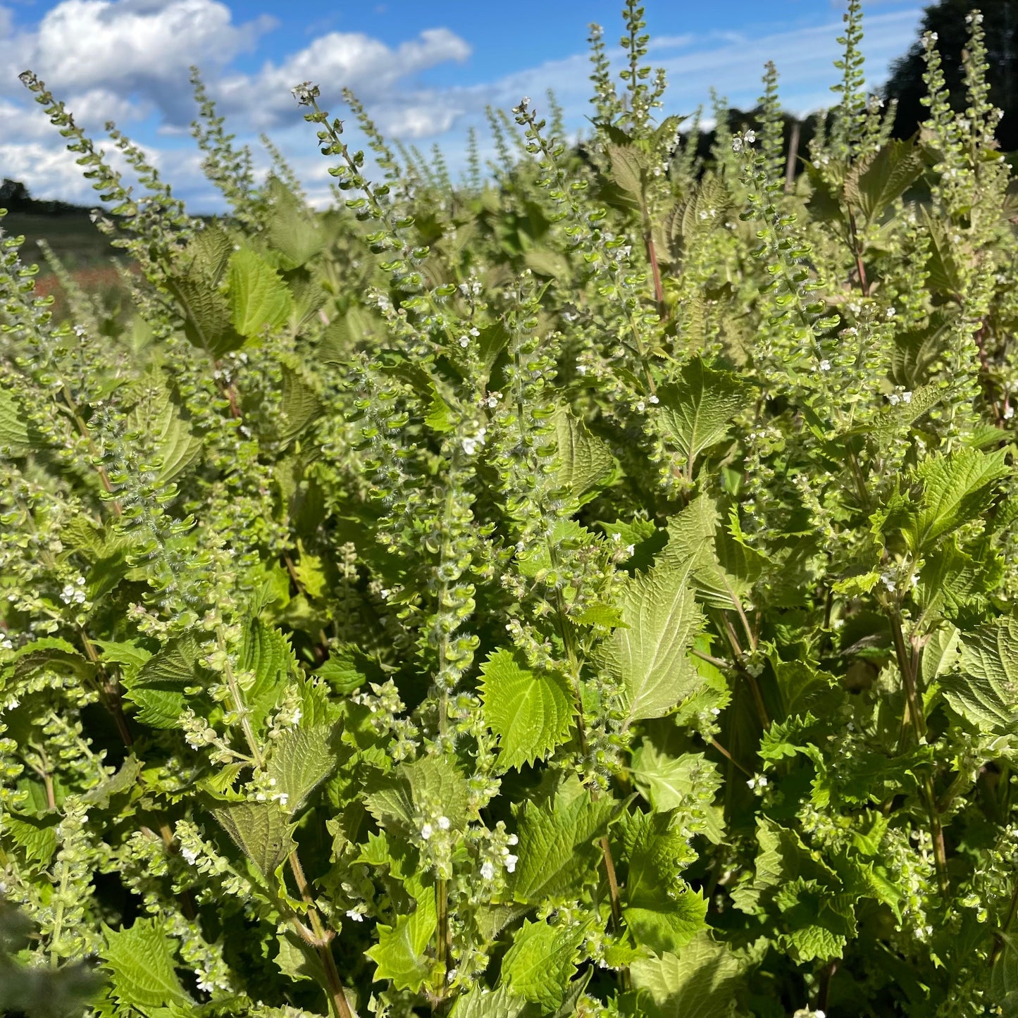 Ao Shiso Seedlings
