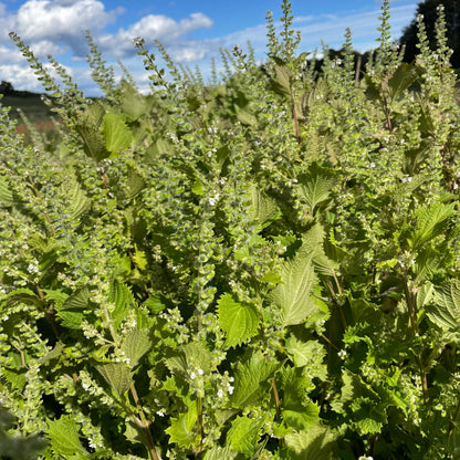 Ao Shiso Seedlings