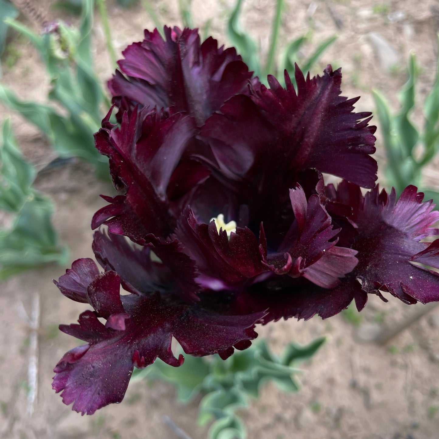 Tulip 'Black Parrot'