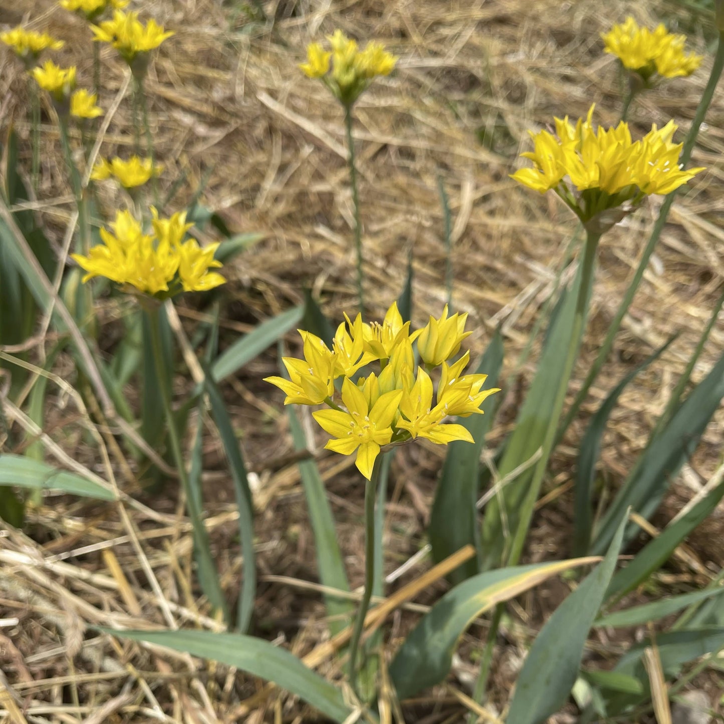 Allium 'Moly Jeannine'