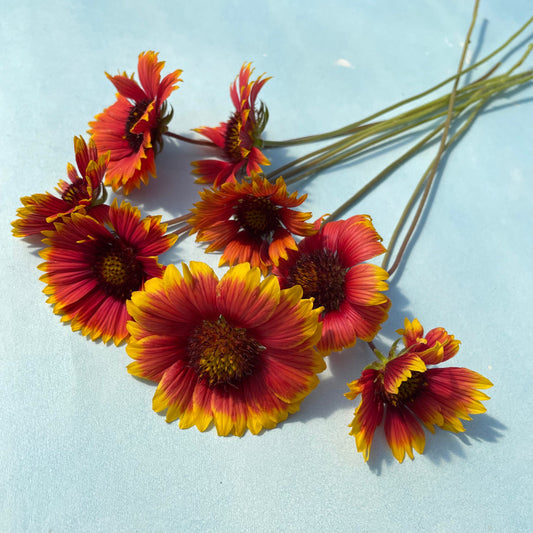 Indian Blanket – flower seed variety