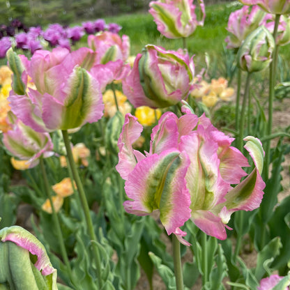 Tulip 'Green Wave'