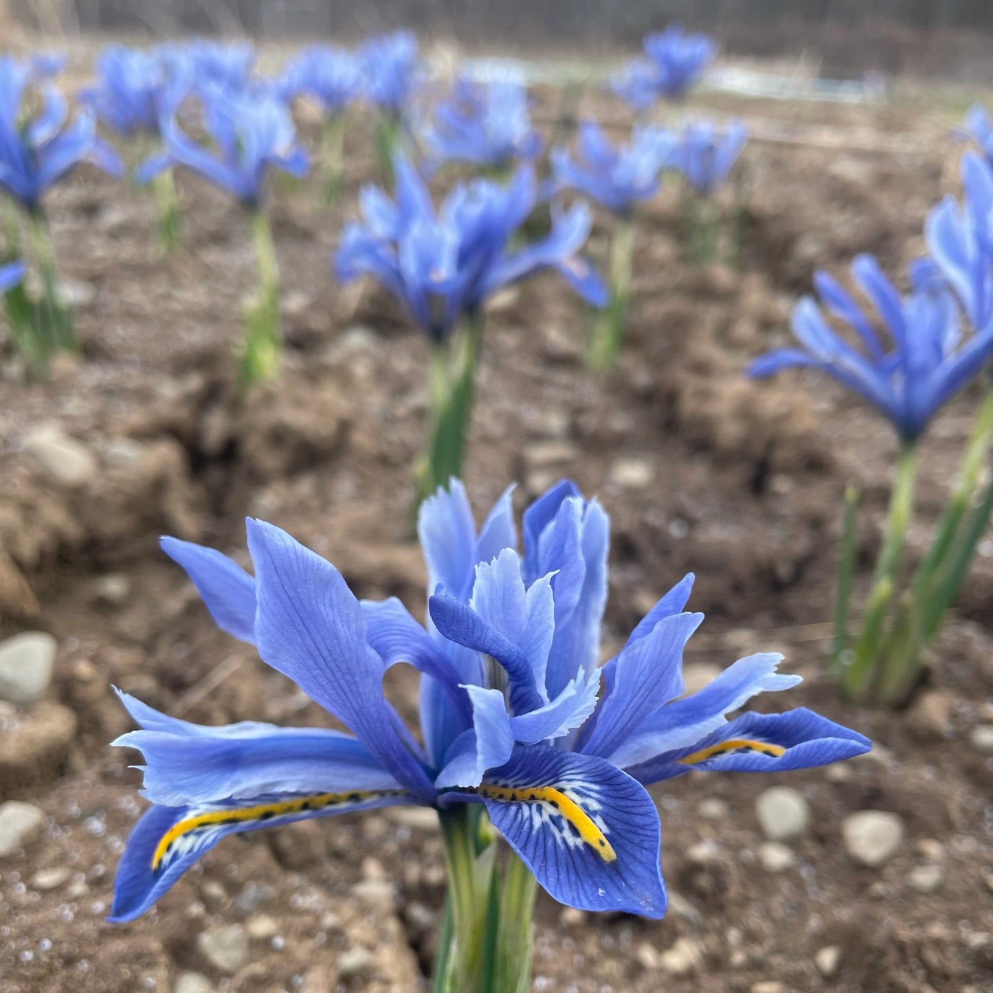 Rock Iris reticulata 'Alida'