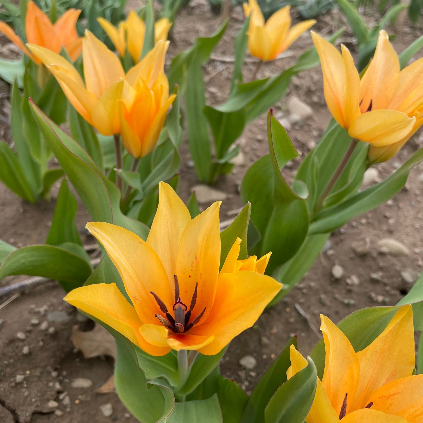 Species Tulip praestans 'Shogun'