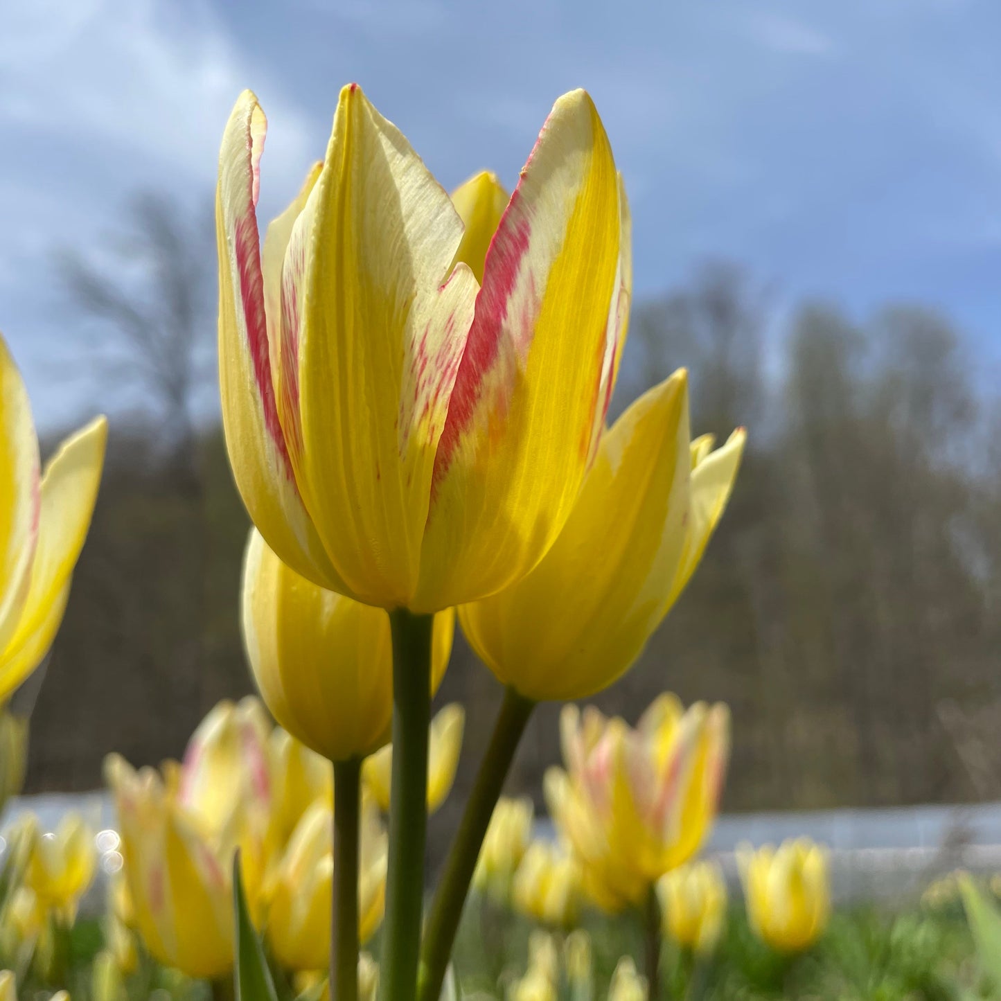 Tulip 'Antoinette'