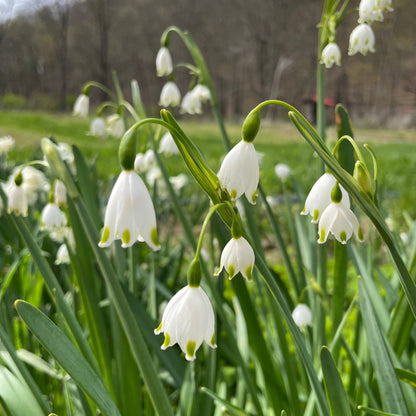 Summer Snowflake 'Gravetye Giant'