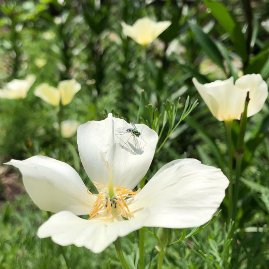 White Linen California Poppy – flower seed variety