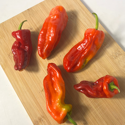 Allepo Pepper Seedling
