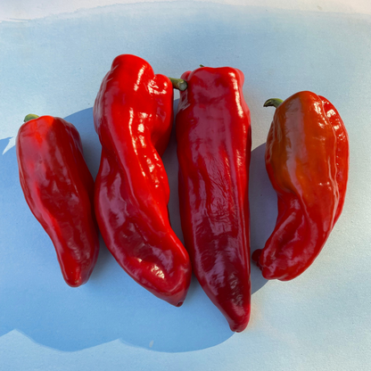 Allepo Pepper Seedling