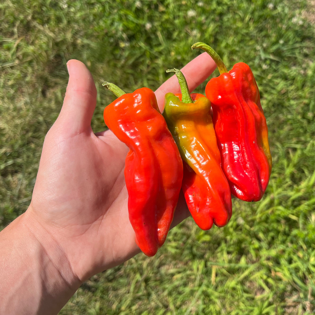 Allepo Pepper Seedling