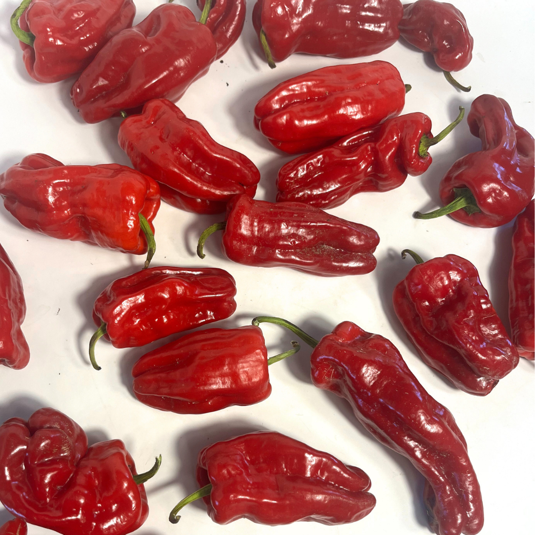 Allepo Pepper Seedling