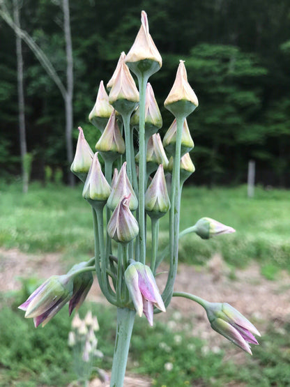 Allium "Sicilian Honey Lily" vendor-unknown