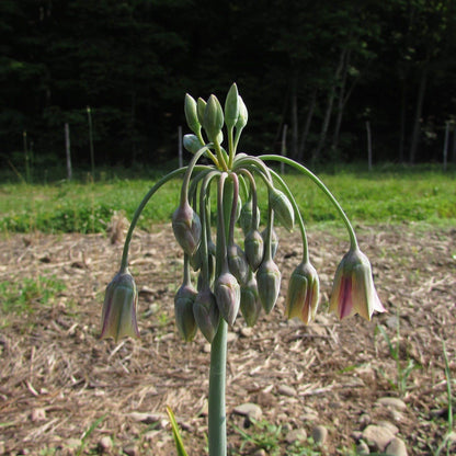 Allium "Sicilian Honey Lily" vendor-unknown