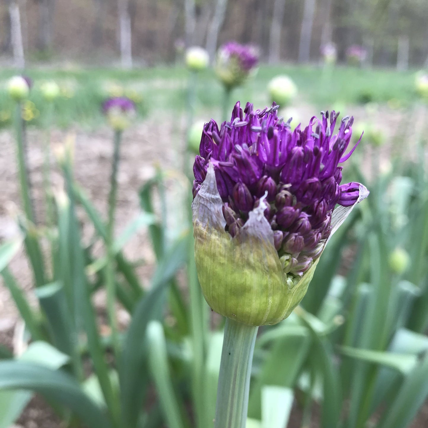Allium aflatunense "Purple Sensation" vendor-unknown