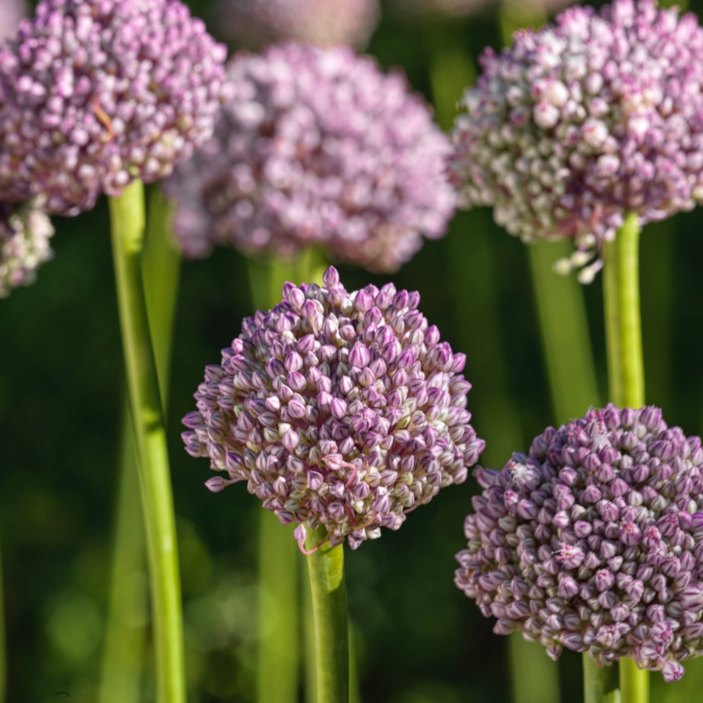 Allium 'Ping Pong'