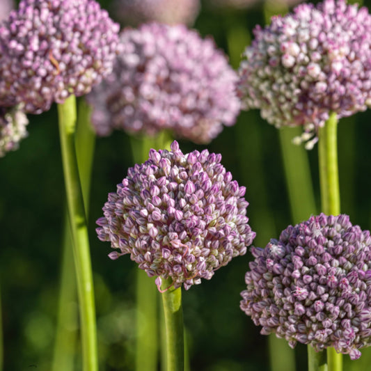 Allium 'Ping Pong' – fall-planted flower bulb