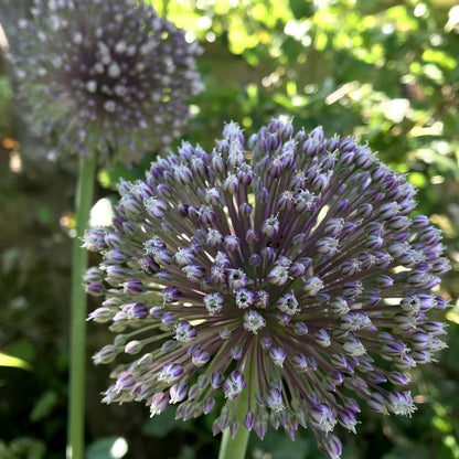 Allium 'Summer Drummer'