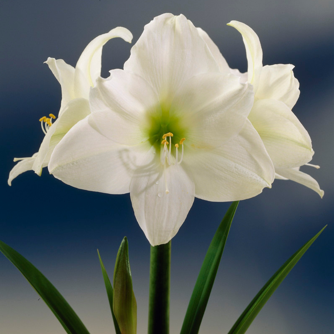 Dutch Amaryllis 'Christmas Gift'