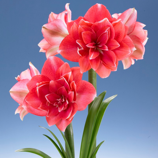 Dutch Amaryllis 'Double Dream' – flowers product