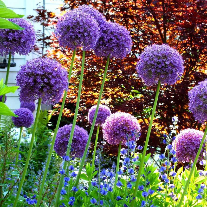 Allium 'Ambassador'